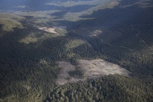 Tasmanian forest after logging