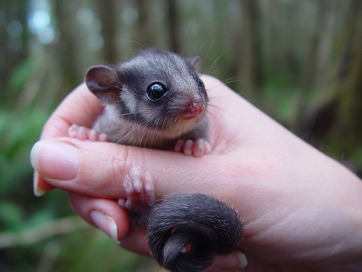 image of Save the Leadbeater's possum